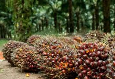 Buah Sawit