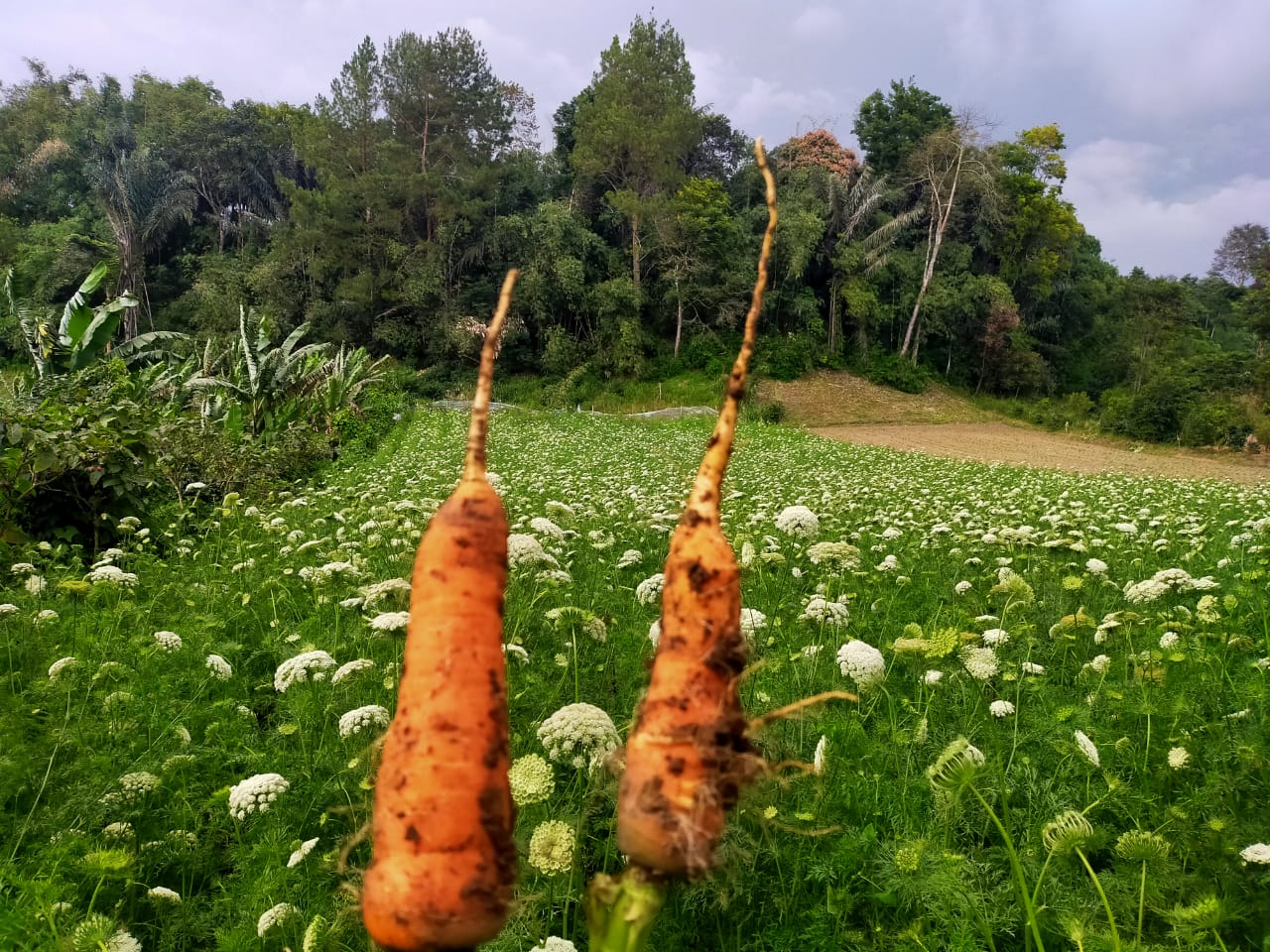 Harga Wortel Bergerak Naik Tembus Rp 4.000/Kg