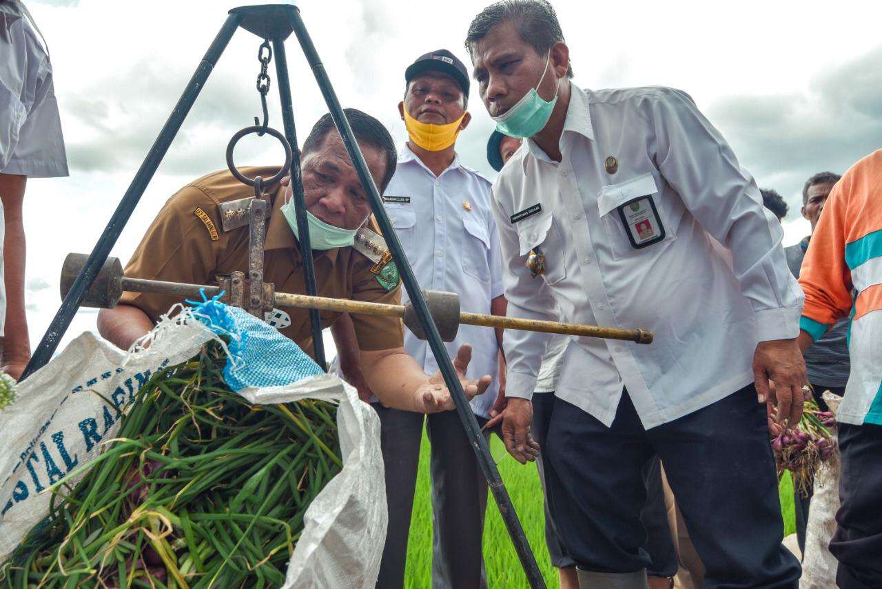 Walikota Padangsidimpuan Bersama Koptan Simangornop Panen Bibit Bawang Merah