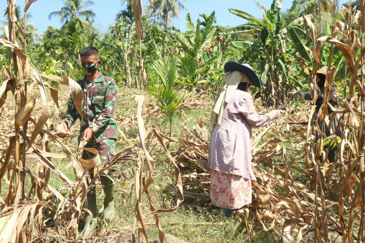 Di Waktu Senggang Satgas TMMD Bantu Warga Panen Jagung