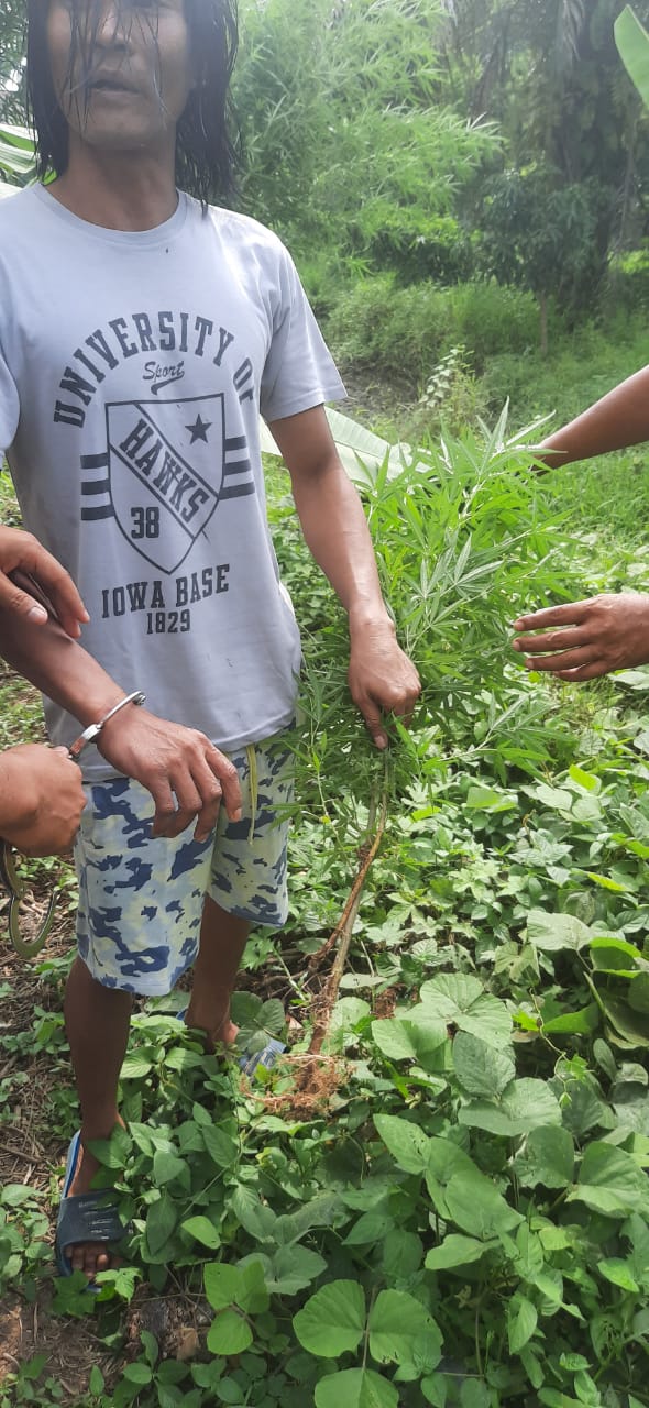 Penanam Pohon Ganja Berhasil Diringkus Tim 77 Polsek Medan Area