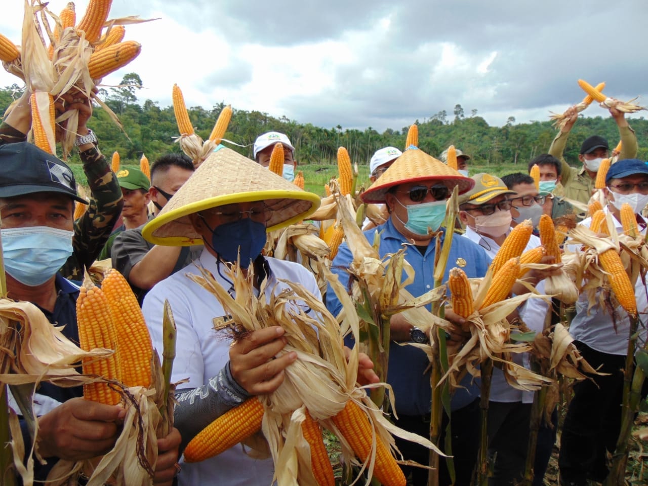 Wujud Keberhasilan Program Tanam Jagung  Bengkulu Selatan Adakan Panen Raya Di Desa Rantau Sialang Kecamatan Kedurang