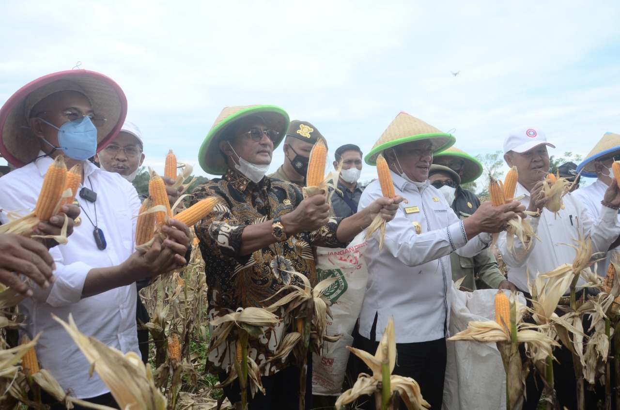 Pemprov Dukung Bengkulu Selatan Jadi Lumbung Jagung Nasional