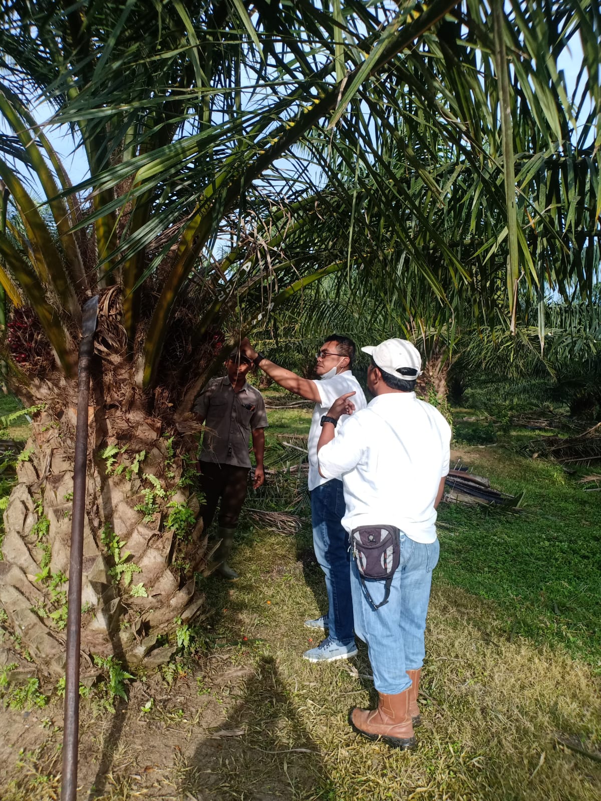 PTPN III Kebun Sei Silau Konsisten Lakukan Pemeliharaan Peningkatan Produksi