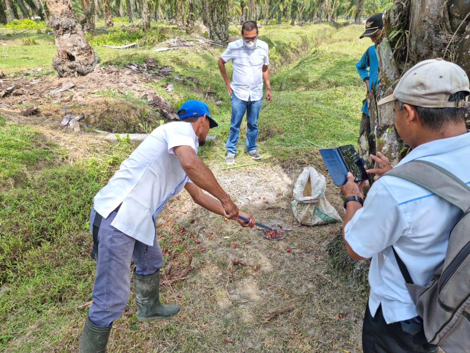PTPN III Kebun Sei Silau Lakukan Uji Coba Alat Pengutip Brondolan