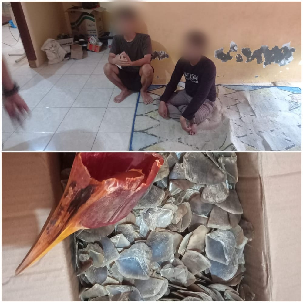 Polda Sumut Bekuk Penjual 1,9 Kilogram Sisik Trenggiling dan Paruh Burung Enggang Asal Aceh