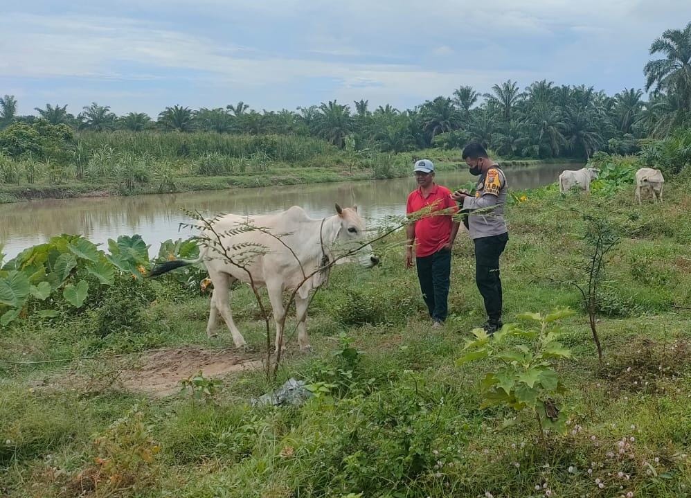 Personel Bhabinkamtibmas Aipda Elijon lakukan pengecekan ternak lembu milik Sukiat (foto : ist)