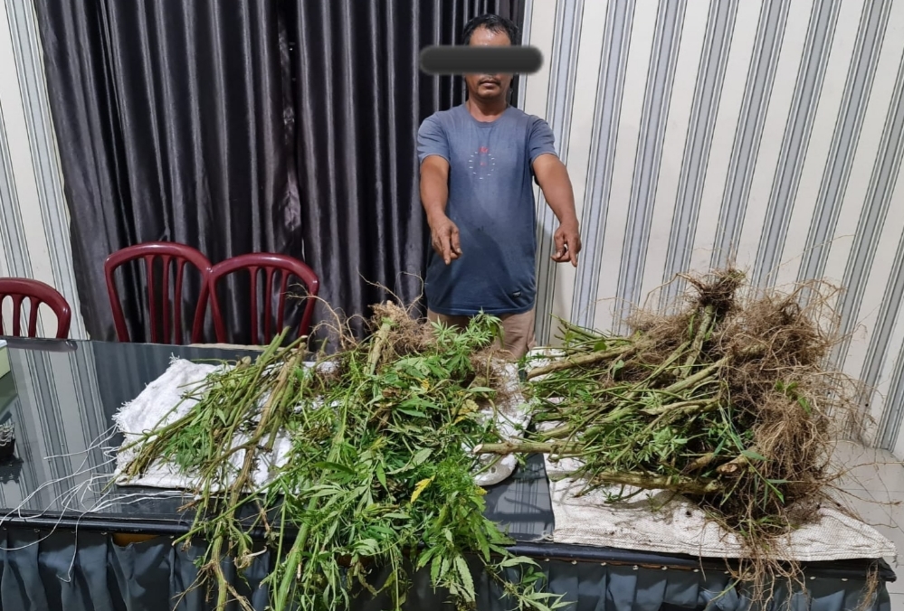 Baru Panen Ganja JS Ditangkap Satnarkoba Polres Tanah Karo