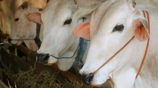 Ilustrasi sapi kurban