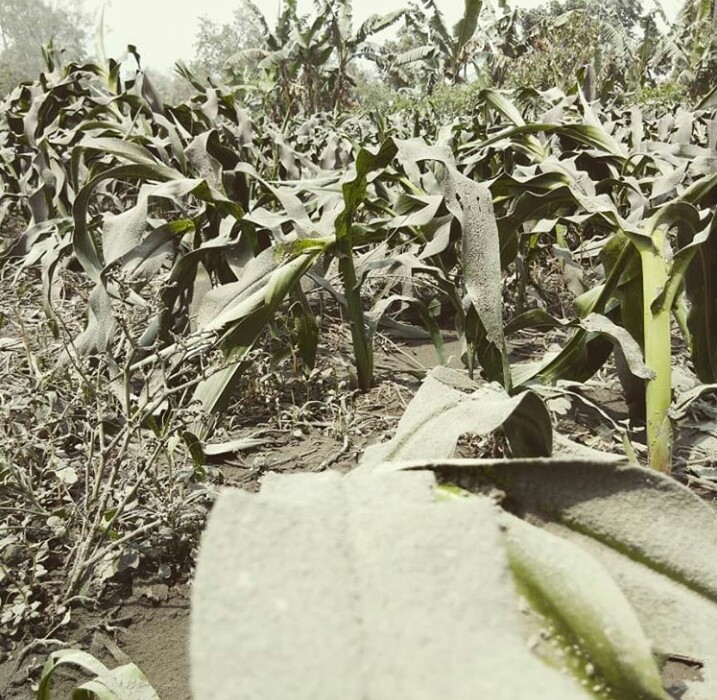 Tampak Tanaman jagung Warga yang tertutup debu Vulkanik