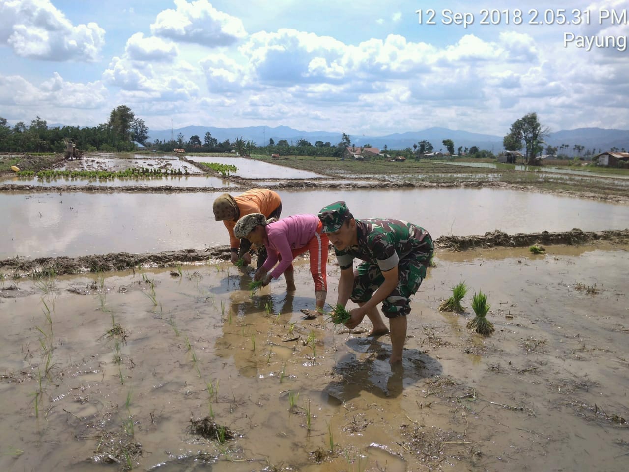 Suasana Penanaman Padi dengan Sistem Jajar Legowo