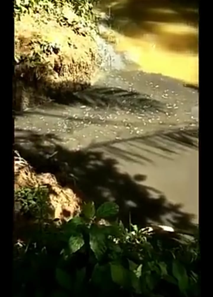 Tampak 