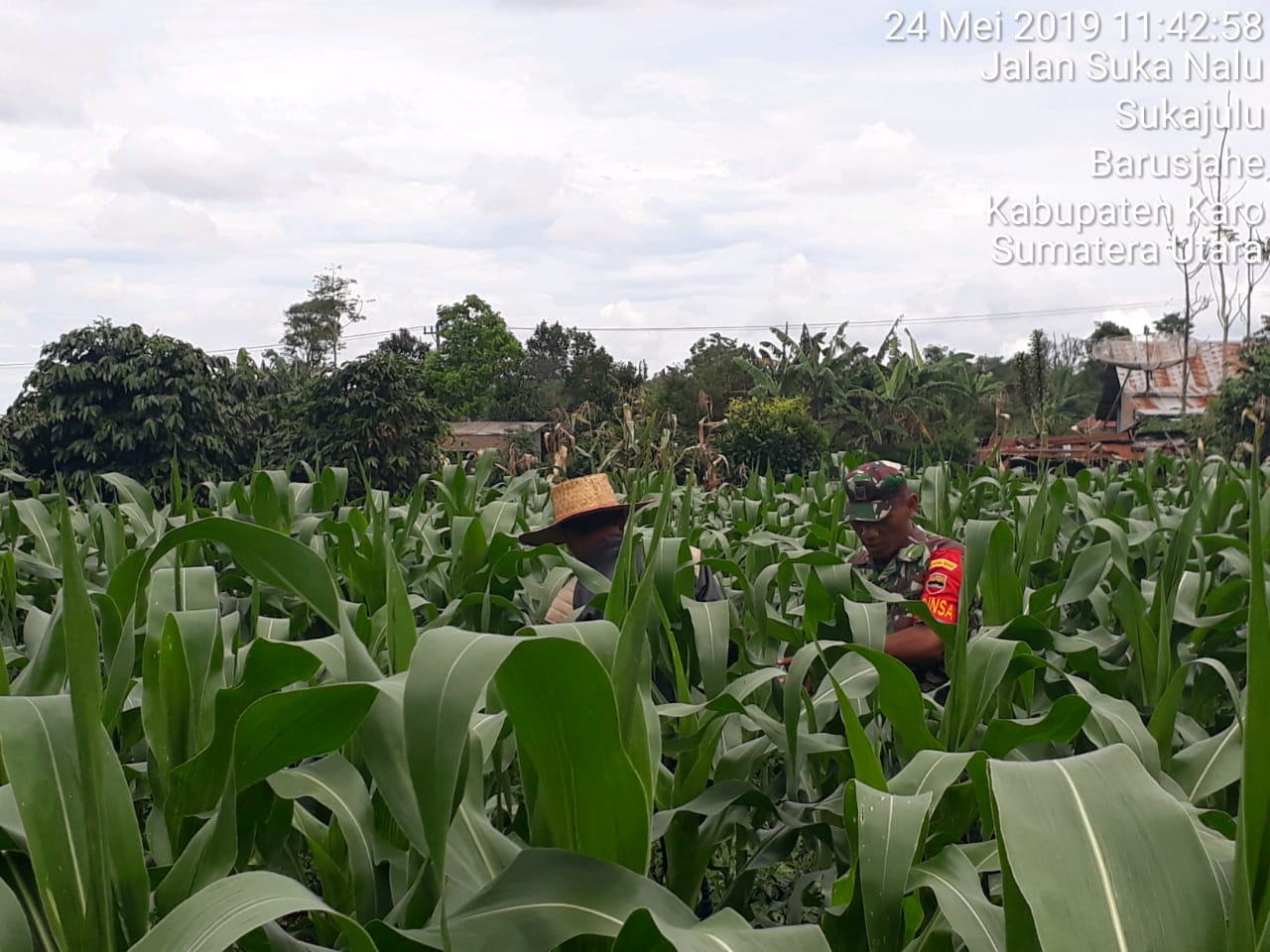 Babinsa Koramil 01/Barusjahe Bantu Petani Penyiangan Tanaman Jagung