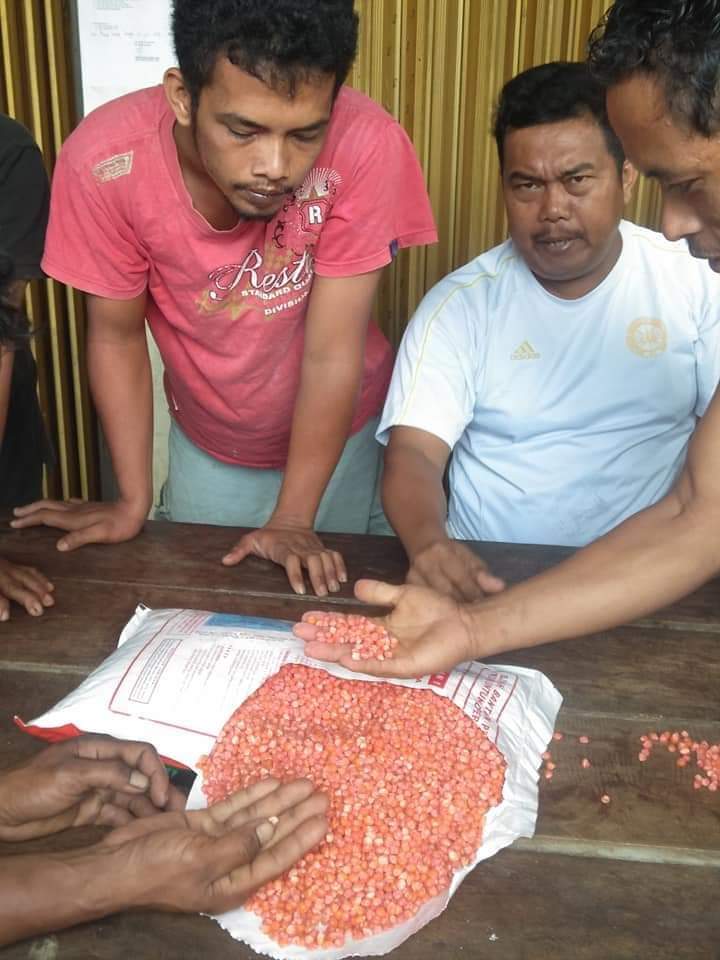 Petani Keluhkan Bibit Jagung dari Distan Karo Berkutu