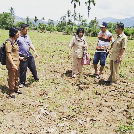 Tikus Mengganas 200 Ha Benih Jagung Dimakan 