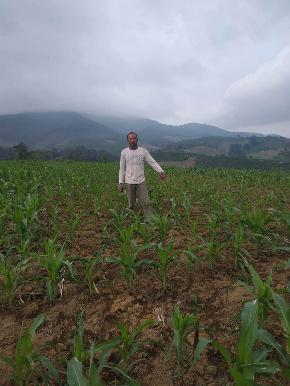 Petani Jagung Keluhkan Pupuk Subsidi Langka