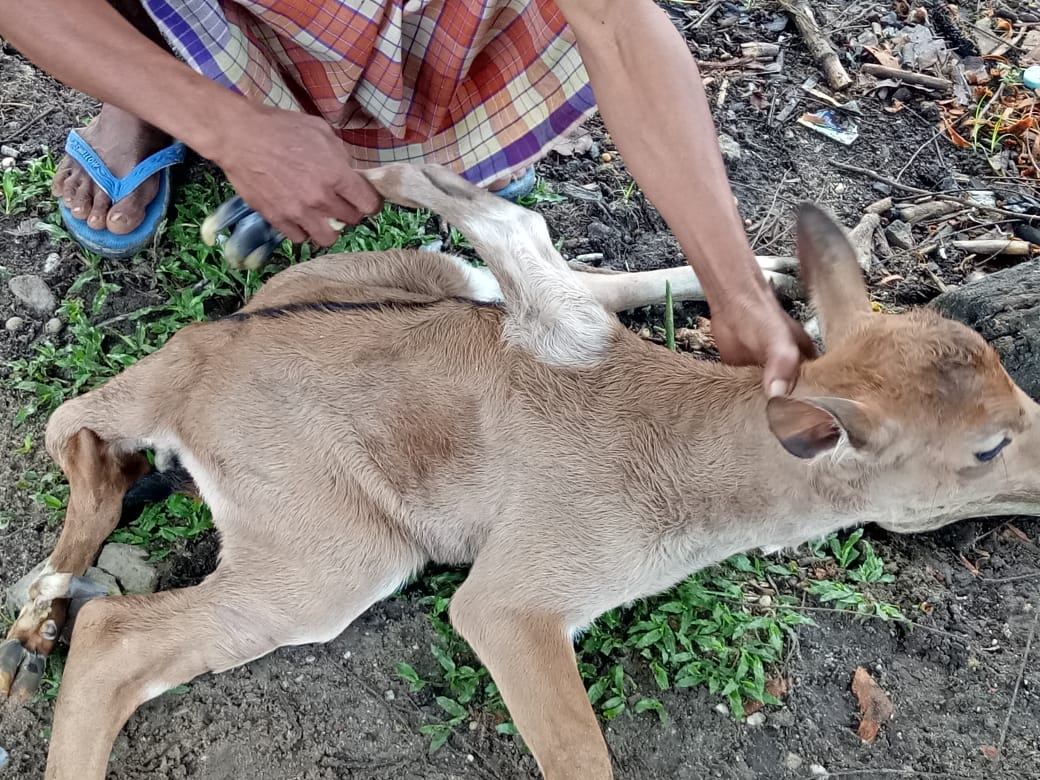 Sapi Kaki 8 dan Berkelamin Ganda