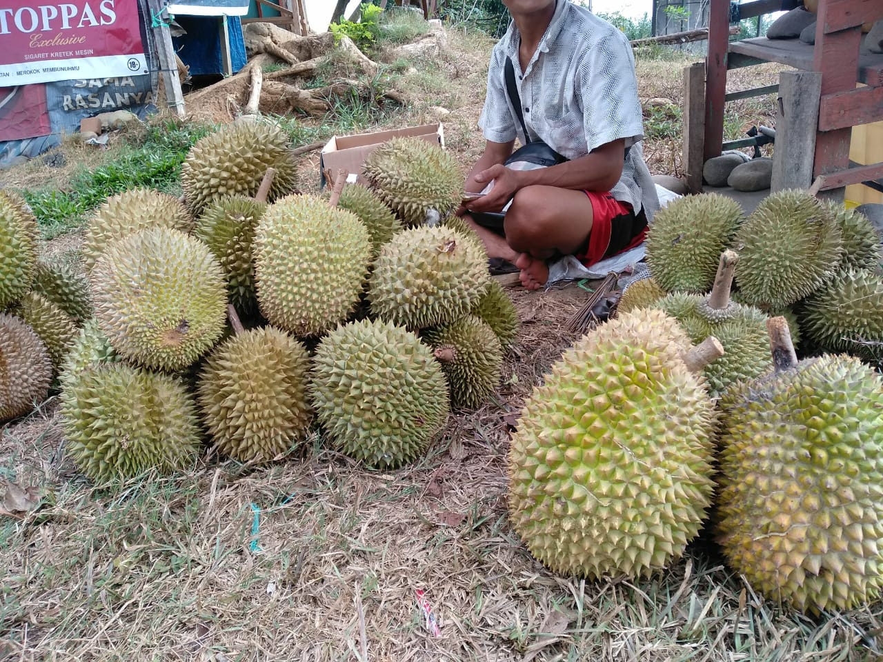 Durian Bengkulu Miliki Potensi Ekspor