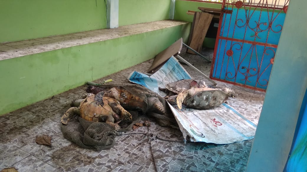 4 Biota Laut ditemukan Mati