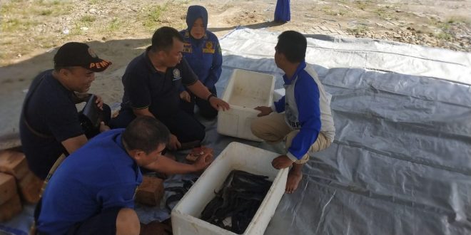 Sambut Launching Kota Hadist Personil Damkar Gotong Royong Bersihkan Ikan Lele