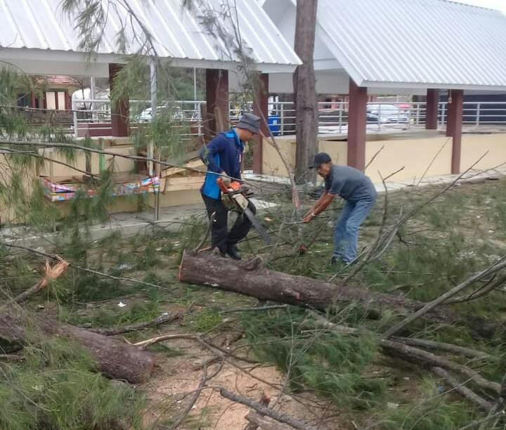 Pemkot Tindaklanjuti Pohon Tumbang di Sejumlah Titik