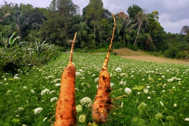 Harga Wortel Bergerak Naik Tembus Rp 4.000/Kg