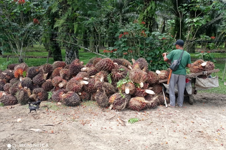 Sengketa Lahan HGU Memanas PT Jenggalu Permai Larang Keras Warga Panen Sawit