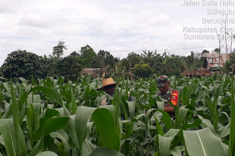 Babinsa Koramil 01/Barusjahe Bantu Petani Penyiangan Tanaman Jagung