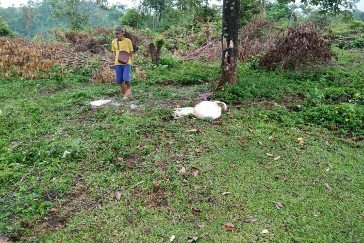 Maling Ternak Beraksi Di Hulu Palik, Dua Ekor Sapi Warga Raib