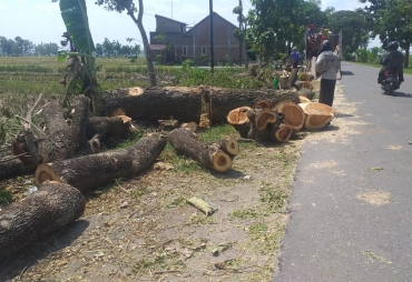 Belum Kantongi Izin Pemdes Wonoasri Tebang Pohon Aset Pemda