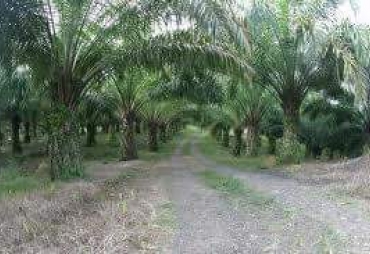 Masyarakat Mengeluh Pengelolaan Dana KMD dan CSR Desa Suka Maju Tidak Transparan