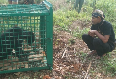 Perangkap BKSDA di Tanjung Kuaw 'Buahkan' Satu Ekor Beruang