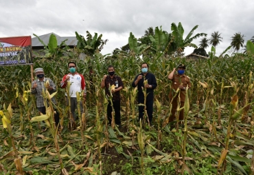 Walikota Padangsidimpuan Panen Perdana di Desa Pudun Jae