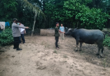 Warga Lau Pakam Tewas Terinjak Kerbau Miliknya