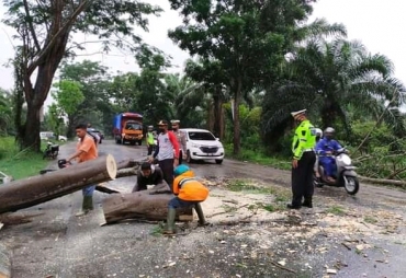 Hujan Deras Sebabkan Pohon Tumbang di Jalinsum Batu Bara-Asahan