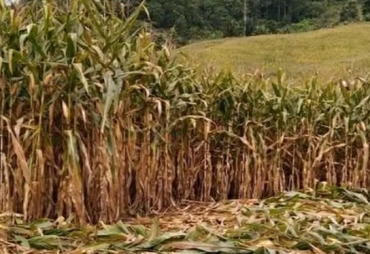 Petani Karo Bergairah Harga Jagung Tembus Harga 4.800