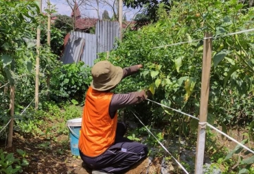 Warga Binaan Rutan Kelas IIB Kabanjahe Panen Cabai Rawit