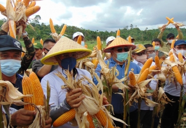 Wujud Keberhasilan Program Tanam Jagung  Bengkulu Selatan Adakan Panen Raya Di Desa Rantau Sialang Kecamatan Kedurang