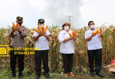 Bupati Karo Ikuti Panen Raya Jagung Nusantara