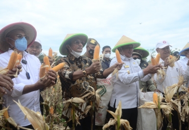 Pemprov Dukung Bengkulu Selatan Jadi Lumbung Jagung Nasional