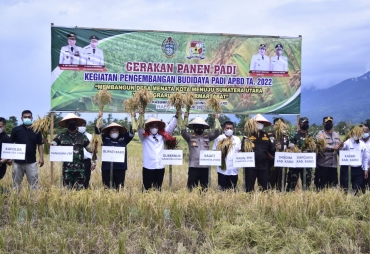 Bupati Karo Dampingi Gubsu Panen Raya Padi Sawah Di Lau Kesumpat