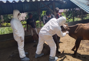 Antisipasi Wabah PMK Polres Batu Bara Bersama Balai Vertiner Sumut Cek 40 Sapi