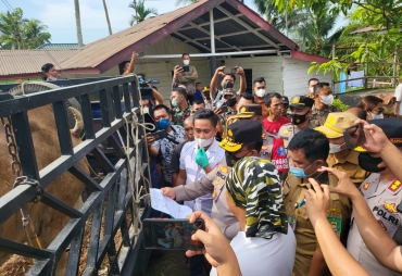 Kapolda Sumut Sidak Peternakan Sapi Cegah Penyebaran PMK