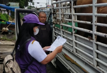 Distan Karo melakukan komunikasi, informasi dan edukasi kepada peternak dan pedagang untuk antisipasi penularan PMK (Foto : istimewa)