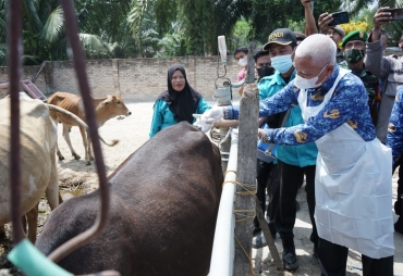 Bupati Asahan Tinjau Langsung Penyuntikan Vaksin PMK
