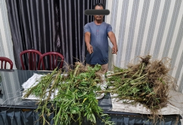Baru Panen Ganja JS Ditangkap Satnarkoba Polres Tanah Karo