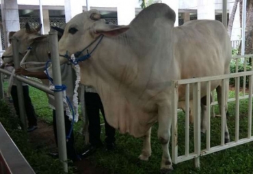 Ilustrasi sapi kurban di Masjid Istiqlal.