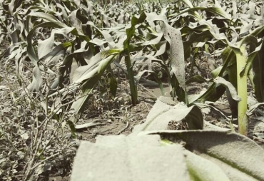 Tampak Tanaman jagung Warga yang tertutup debu Vulkanik