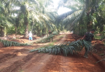 Satgas TMMD Bantu Warga Bersihkan Kebun Sawit
