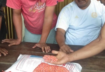 Petani Keluhkan Bibit Jagung dari Distan Karo Berkutu